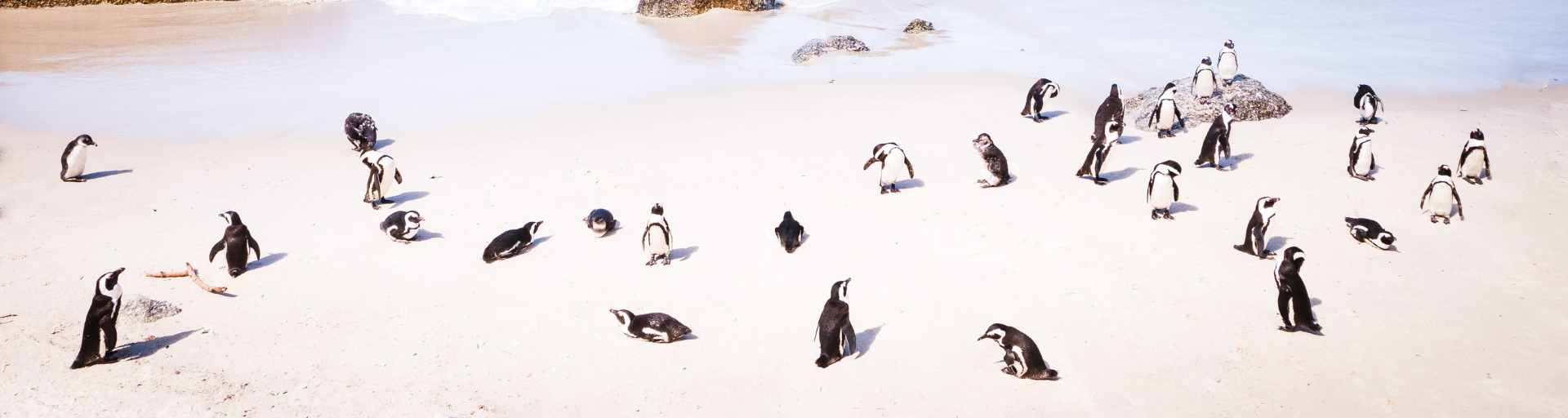 Penguins in Cape Town on the Global Network Program