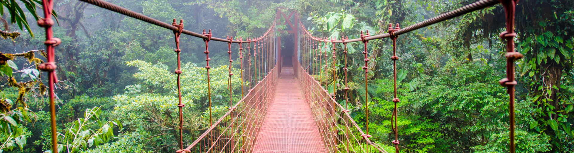 Suspension bridge in a Monteverde rainforest