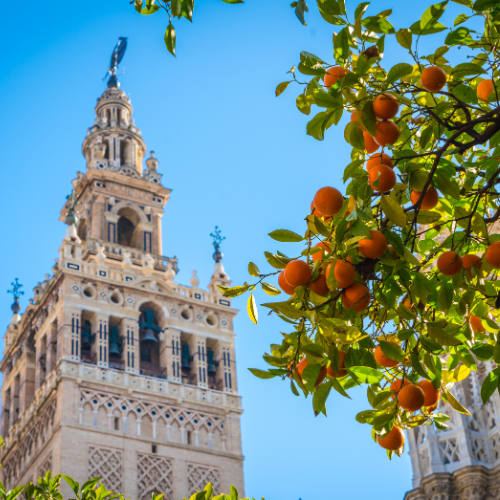 Orange tree in front of building in Seville