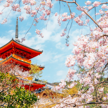 Cherry blossom tree in Kyoto, Japan 
