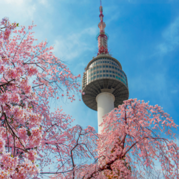 Cherry blossoms in front of Namsan Tower in Seoul 
