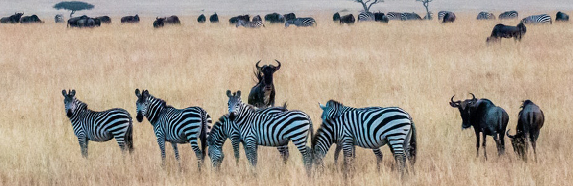 Zebras in a field