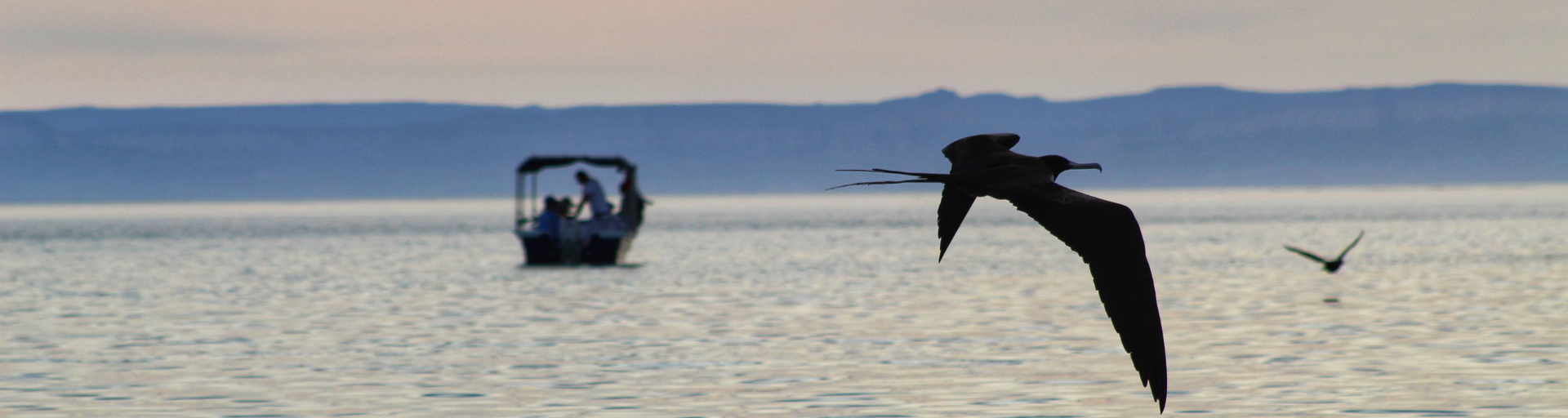 bird flying over ocean